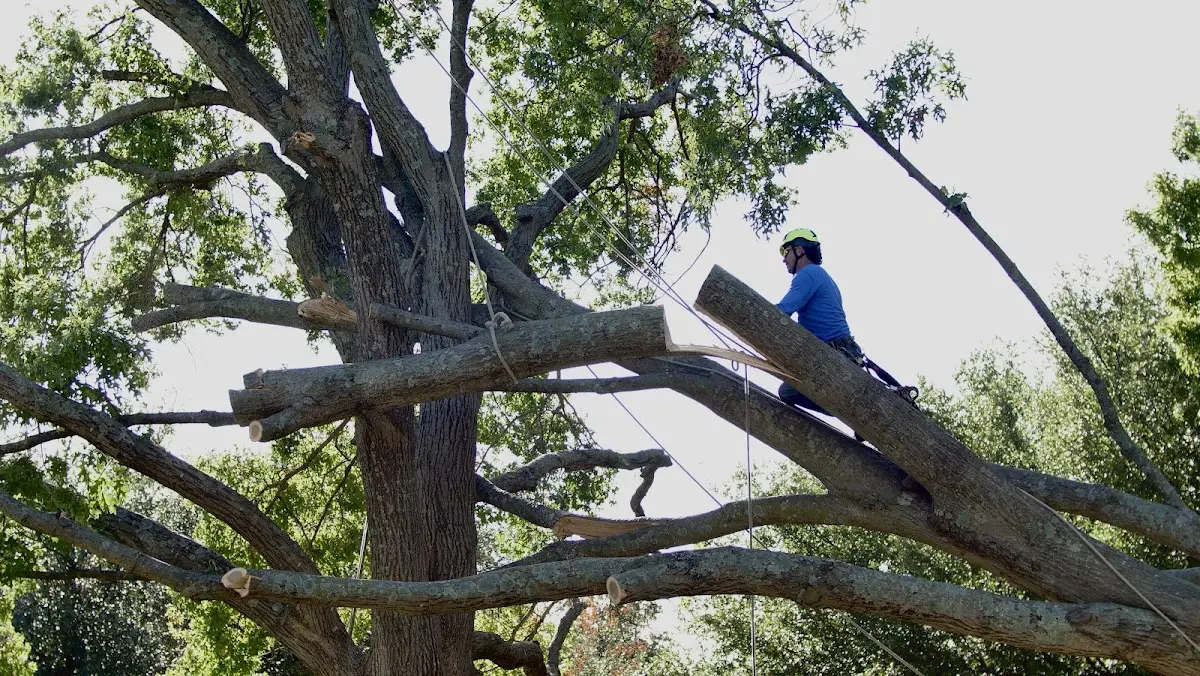 Professional Crown Thinning performed by certified arborists in Coffeen