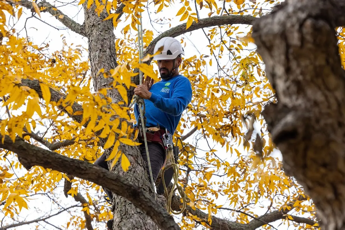 Skilled Tree Trimming crew working in Coffeen